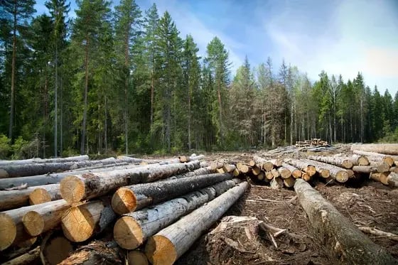 EU Deforestation Rules Set New Standards: What U.S. Exporters Need to Know | Shipping Solutions